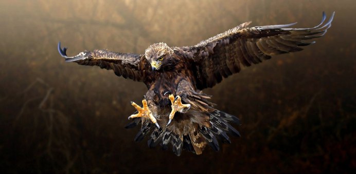 Сокол Беркут