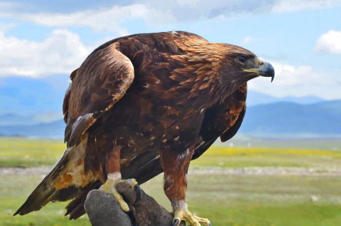 Краснокнижный Беркут