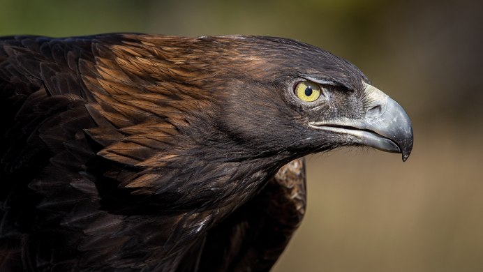 Орёл Беркут и Коршун