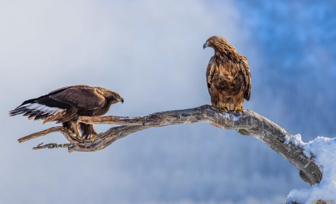 Особенности поведения орла