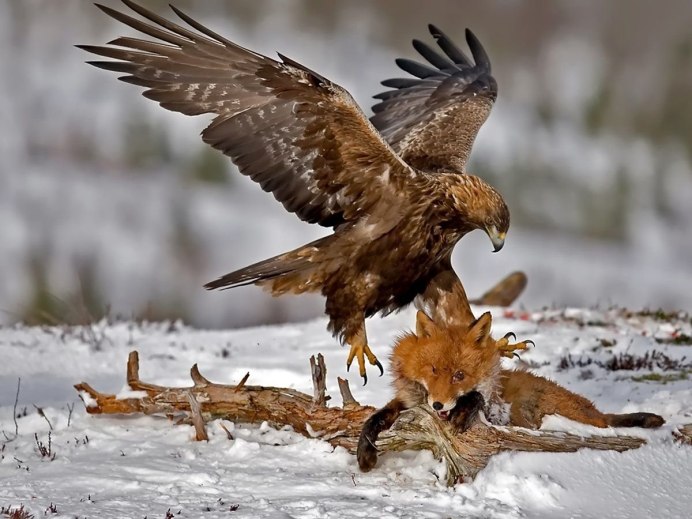 Беркут золотой Орел