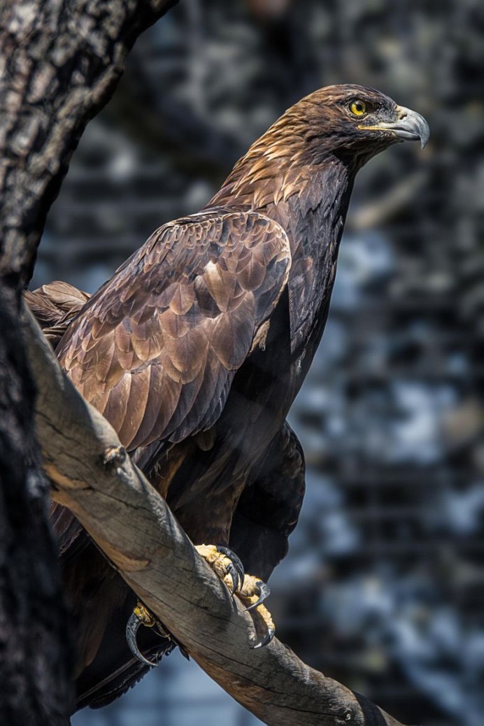 Беркут Aquila chrysaetos