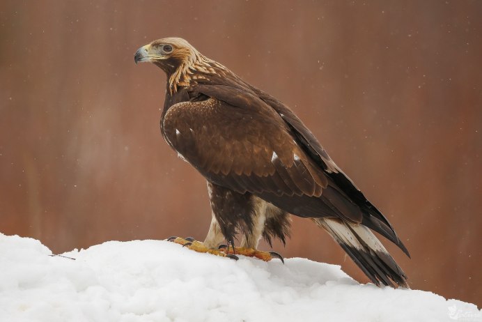 Орел Беркут на охоте