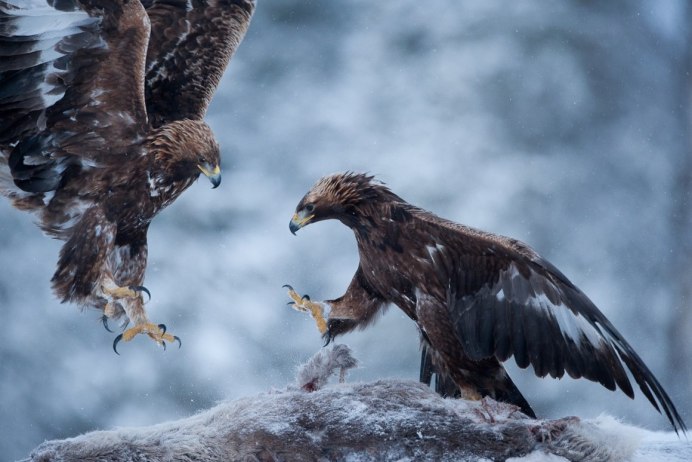 Орёл Беркут и Коршун