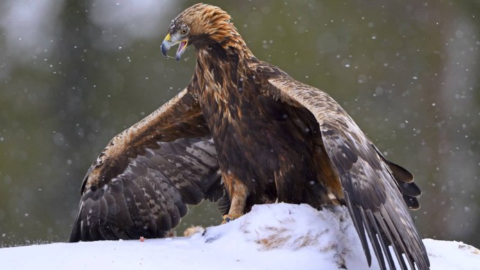 Беркут ястреб Коршун