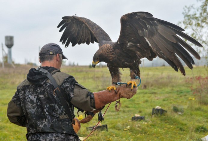 Беркут и Орлан белохвост