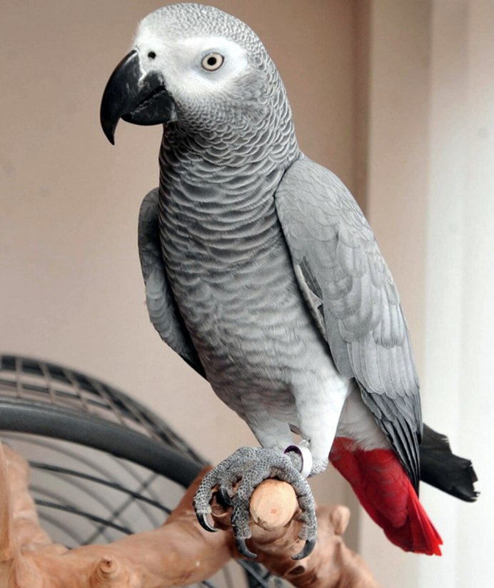 Попугай жако Григорий