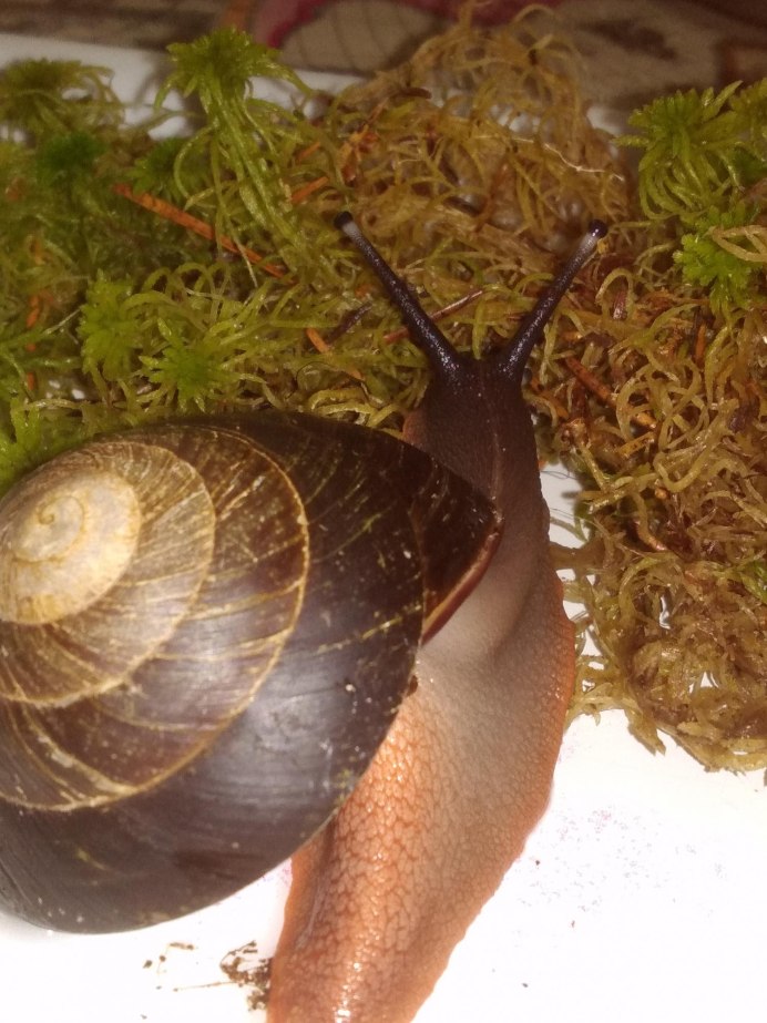 Pleurodonte excellens улитки