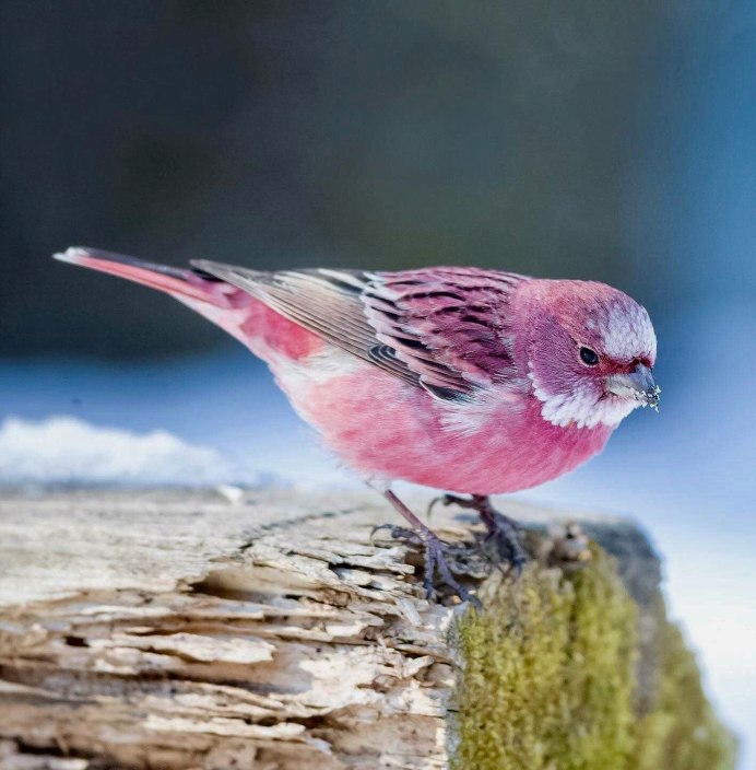 Малиноаогоудая петроика