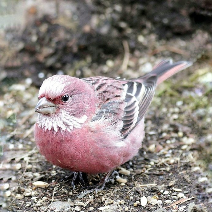Черная птичка с розовой грудкой