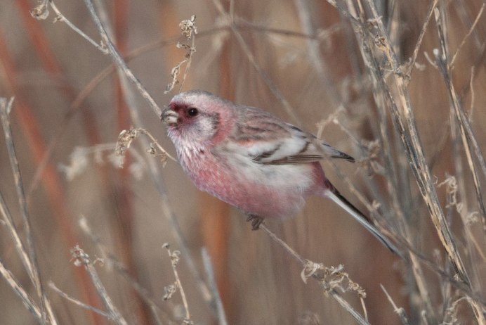 Малиноаогоудая петроика