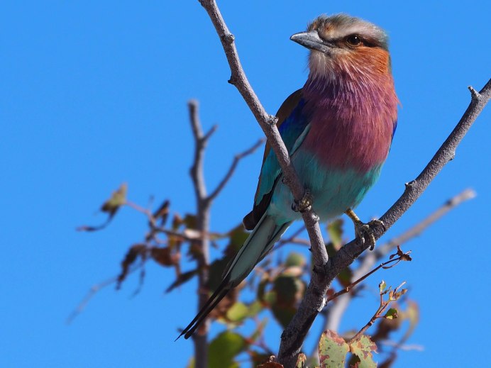 Розовый Зяблик