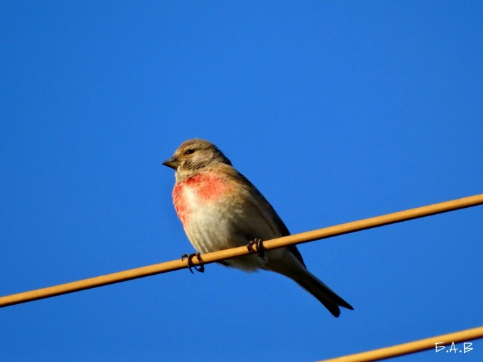 Птица с коричневой грудкой