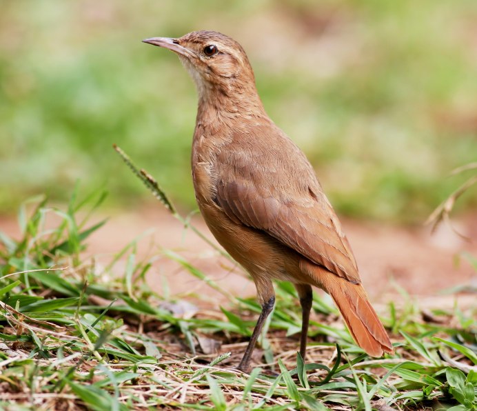 Brown Thrasher птица