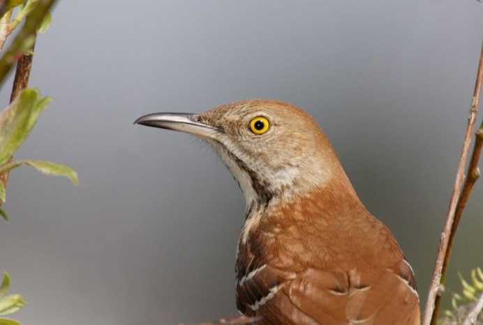 Turdus Merula самка