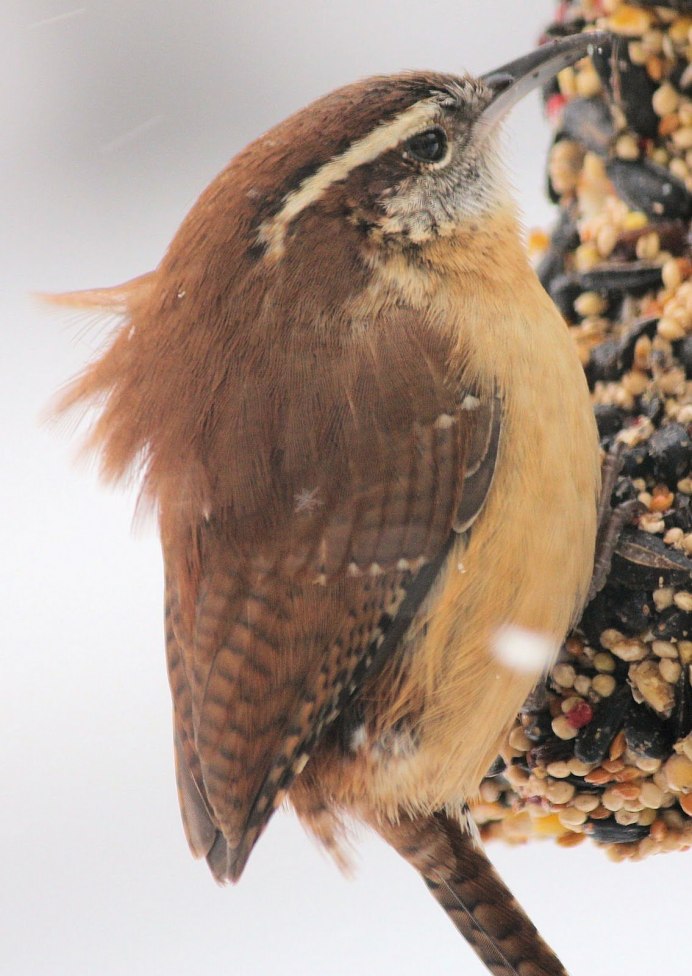 Amblyospiza albifrons)