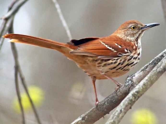 Turdus viscivorus
