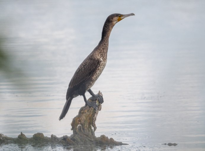 Большой черный Баклан