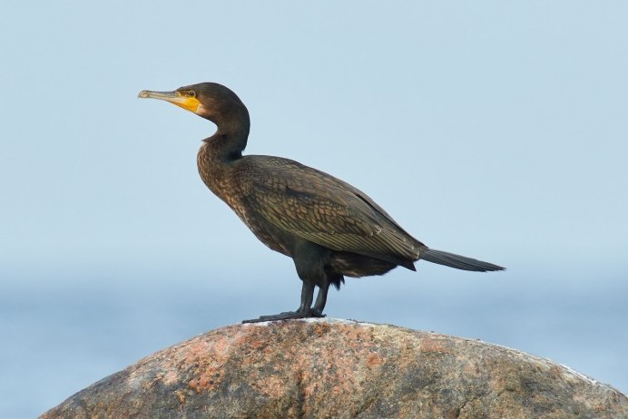 Бигуанский Баклан