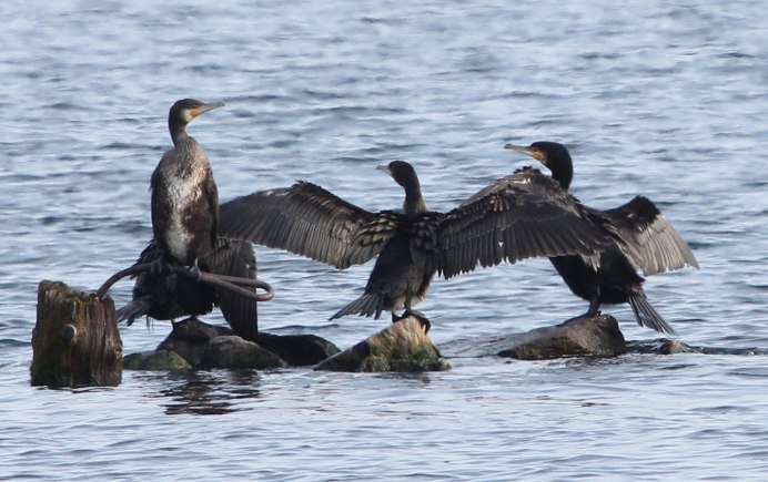 Белогрудый Баклан