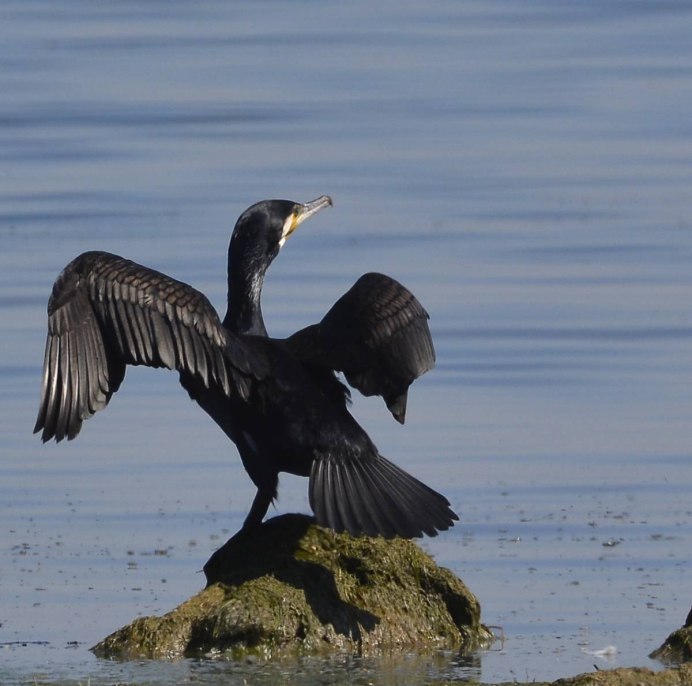 Баклан фото птицы белые в СПБ