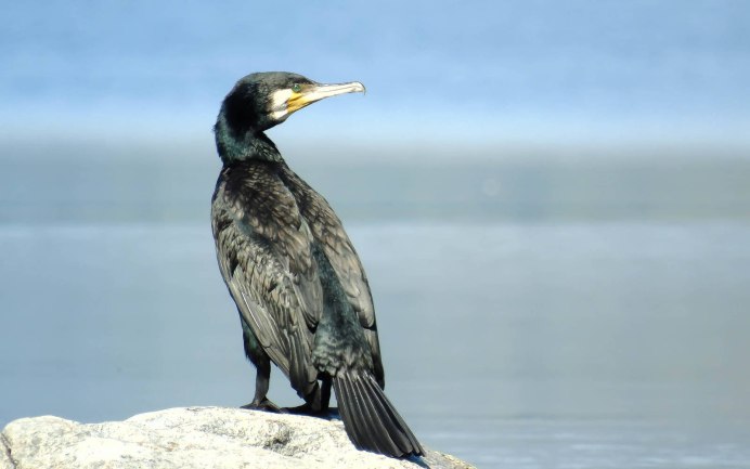 Баклан птица ныряет