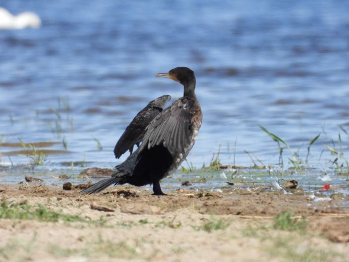 Берингов Баклан