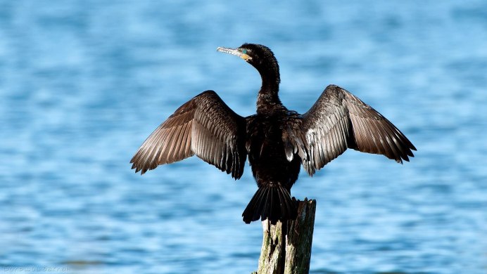 Малый Баклан