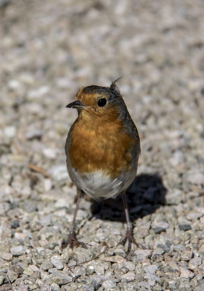 Зарянка горихвостка