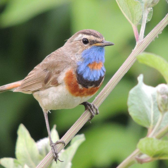 Соловей варакушка