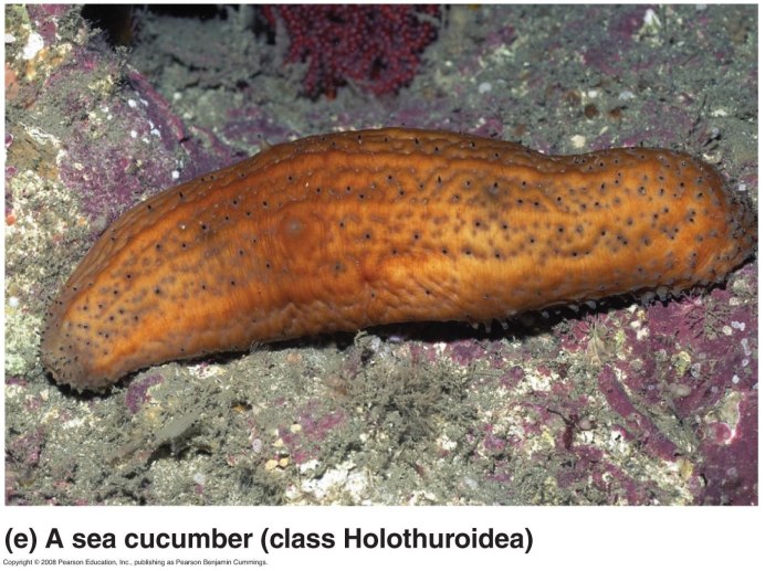 Sea my cucumber