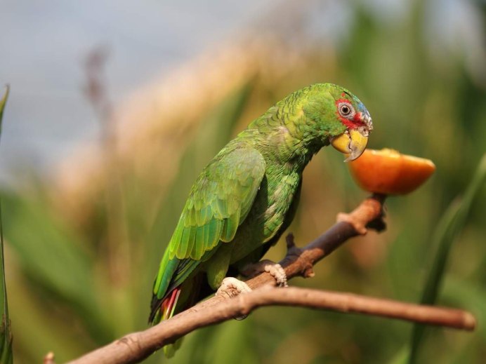 Yellow-naped Amazon