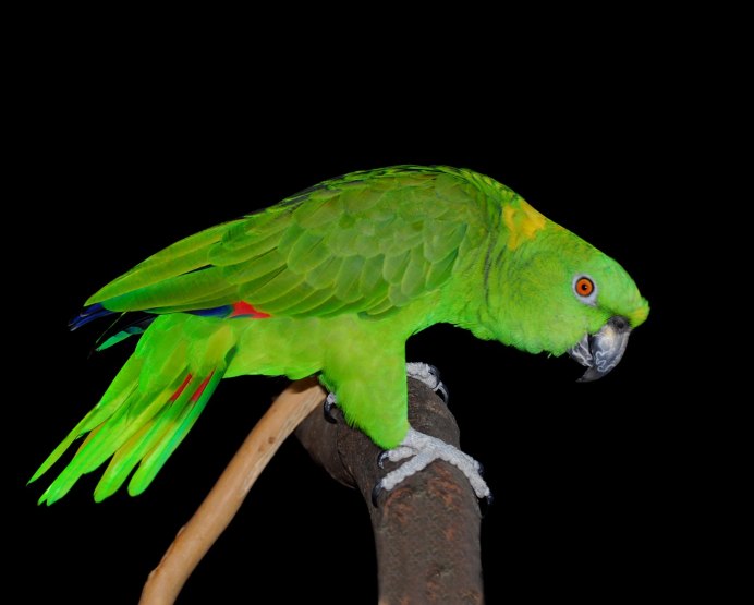 Yellow-naped Amazon