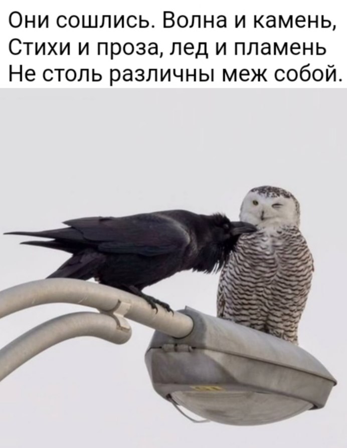 Великая рогатая Сова