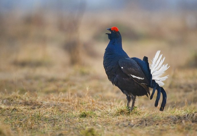 Комплект чучел тетерев NRA FUD Black Grouse (тетерев)