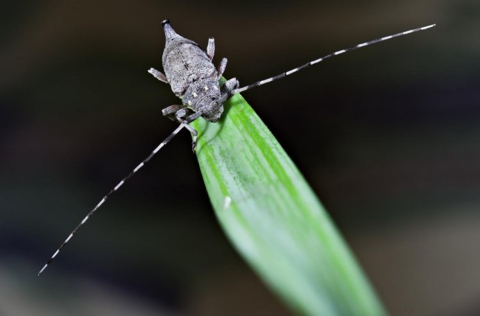 Monochamus galloprovincialis