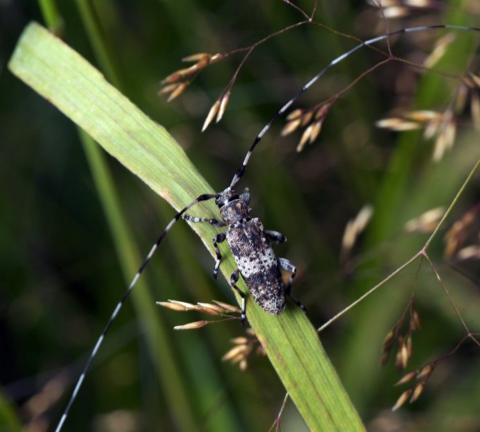 Acanthocinus griseus