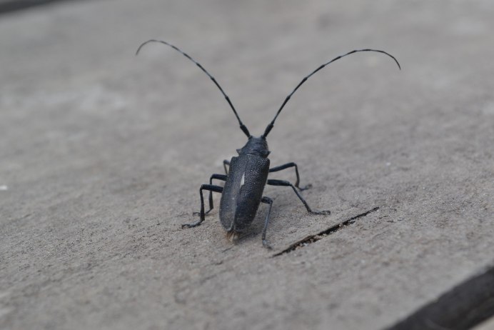 Жук усач Monochamus