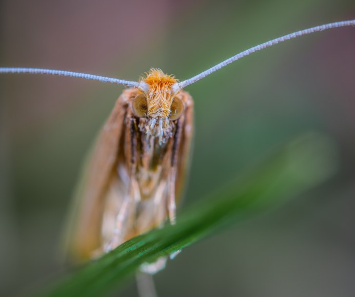Усач черный еловый малый Monochamus Sutor