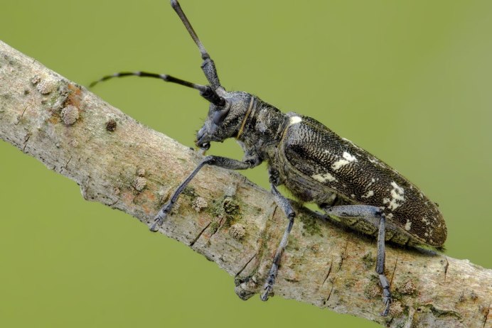 Черный Сосновый усач (Monochamus galloprovincialis oliv.)