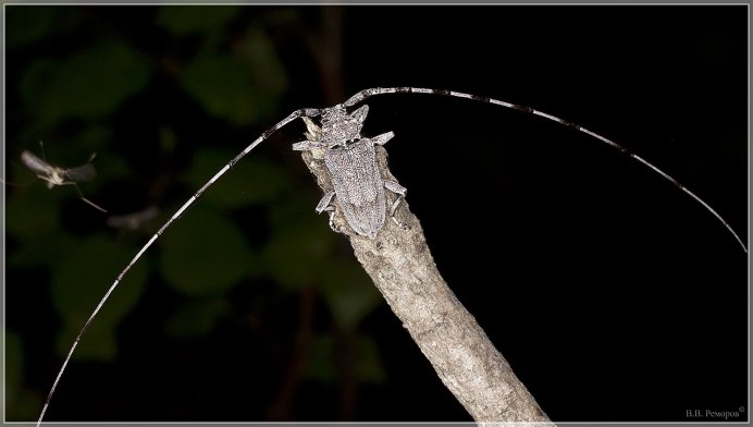 Жук Acanthocinus aedilis