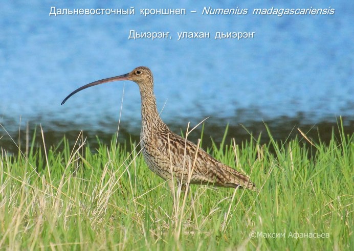 Дальневосточный кроншнеп