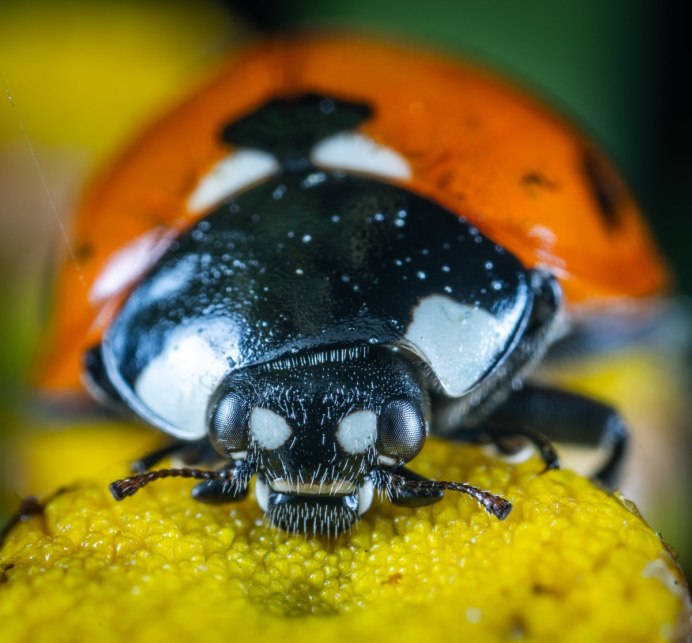 Жужелица Константинова (Carabus (Tribax) biebersteini constantinowi)