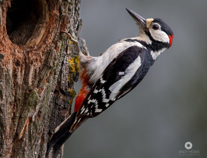 Императорский дятел (Campephilus Imperialis)