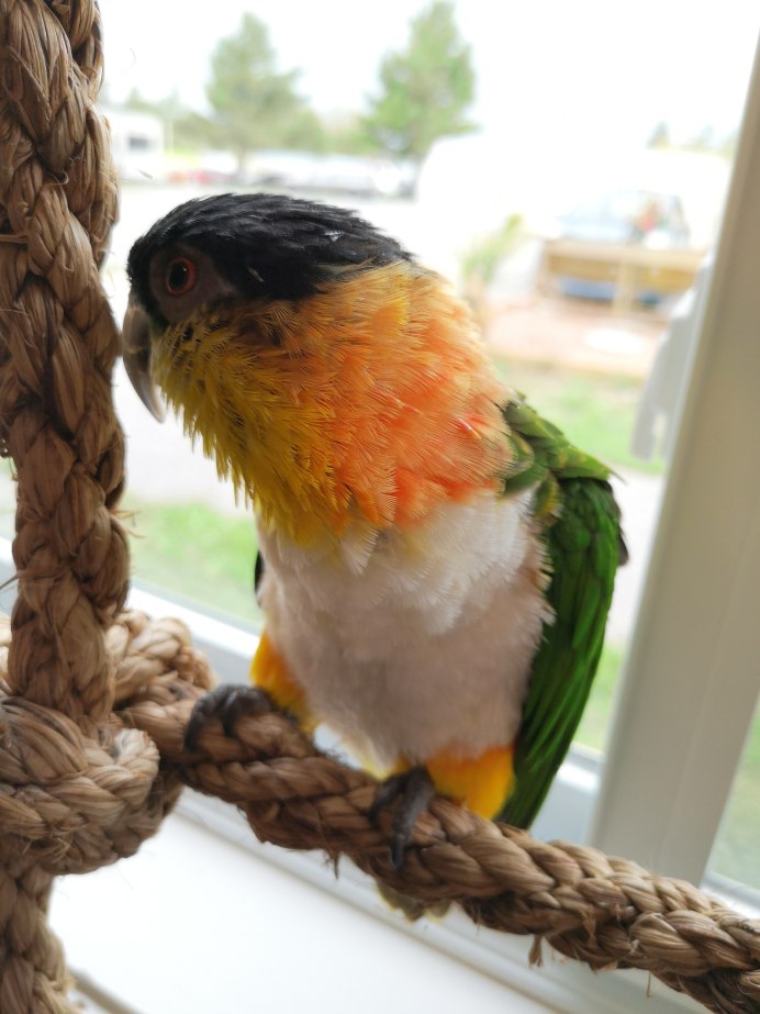 White bellied Caique попугай