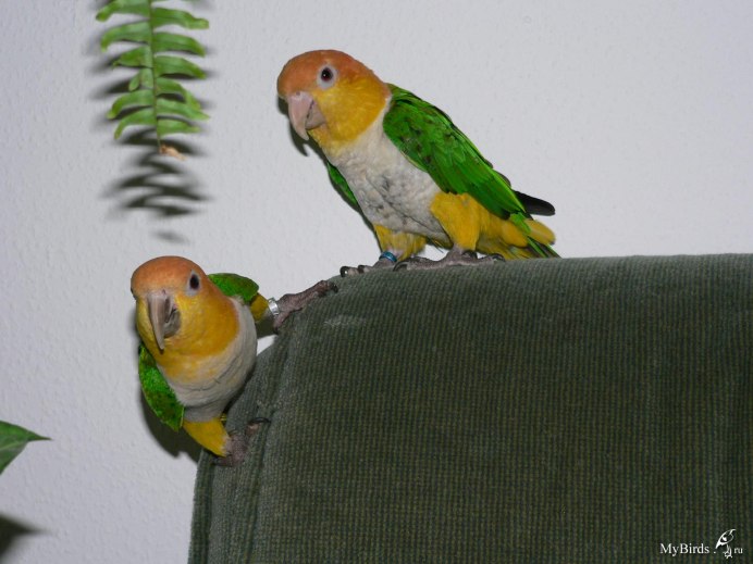 White bellied Caique Parrot