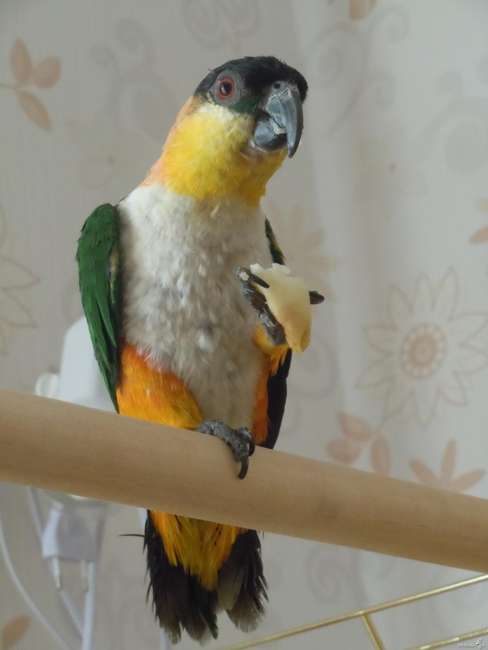 Голубой каик