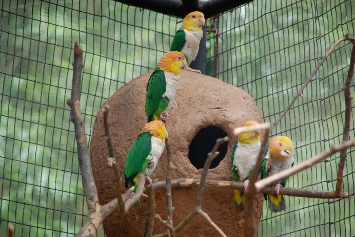 Black - headed Caique