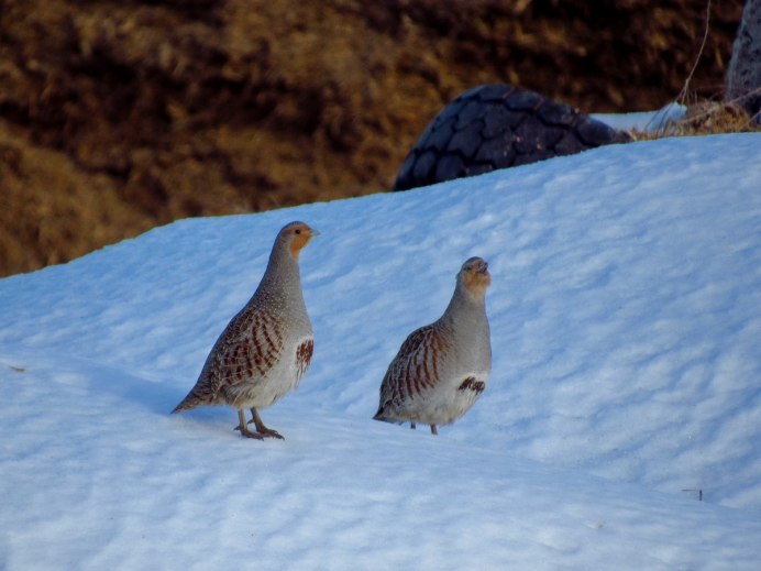Серая куропатка (Perdix Perdix)
