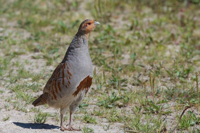 Бородатая куропатка (Perdix dauurica)